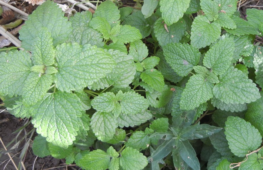 Мята Ананасная семена