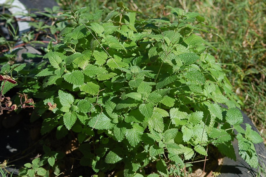 Мелисса растение плод