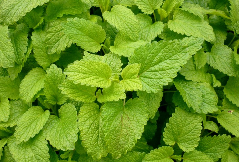 Мелисса лекарственная лист