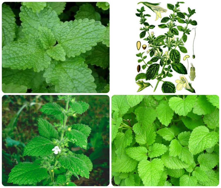 Мелисса лекарственная цветение