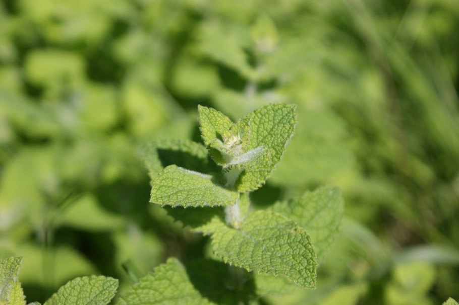 Мелисса свежесть (0,2г)