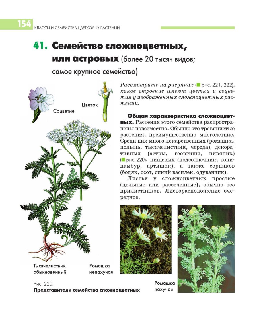 Сложноцветные Василек