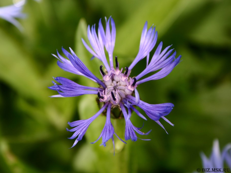 Ястребинка гладковатая