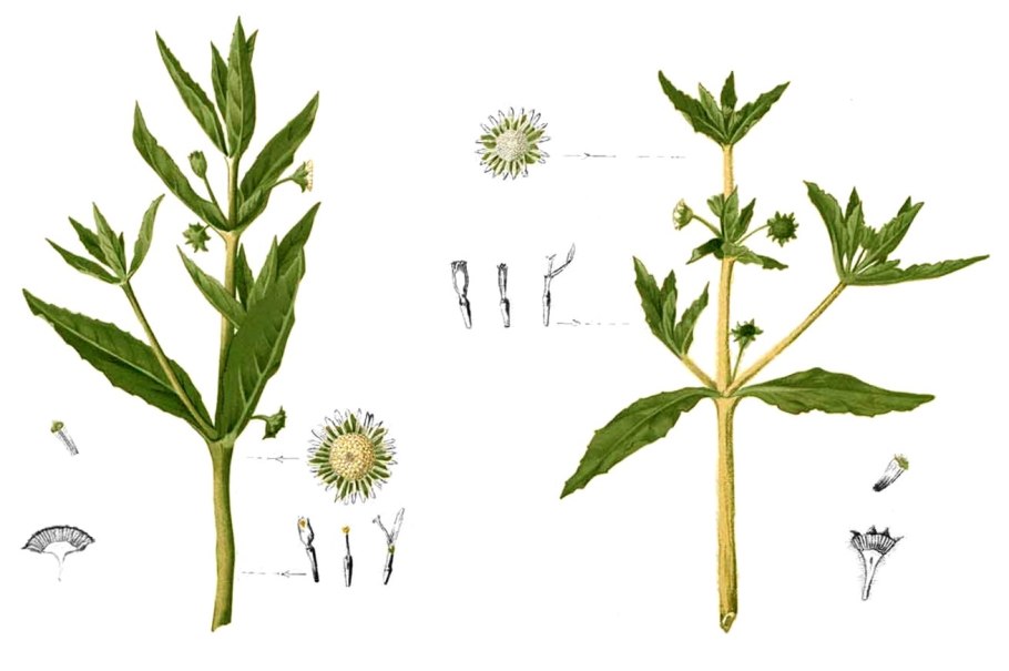 Арника Горная растение