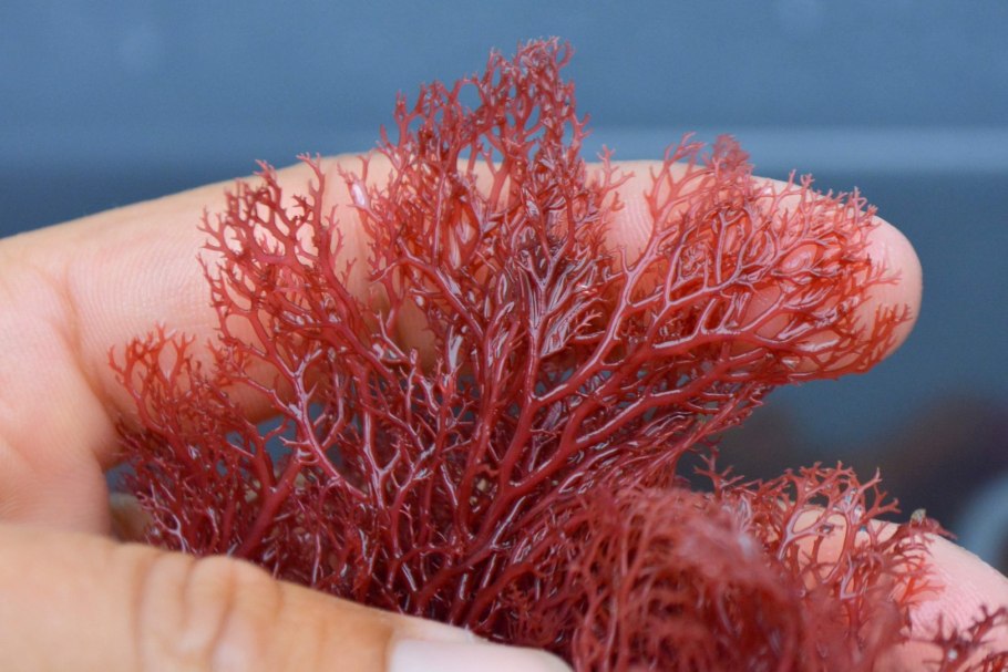 Saktagan alga вид внутри