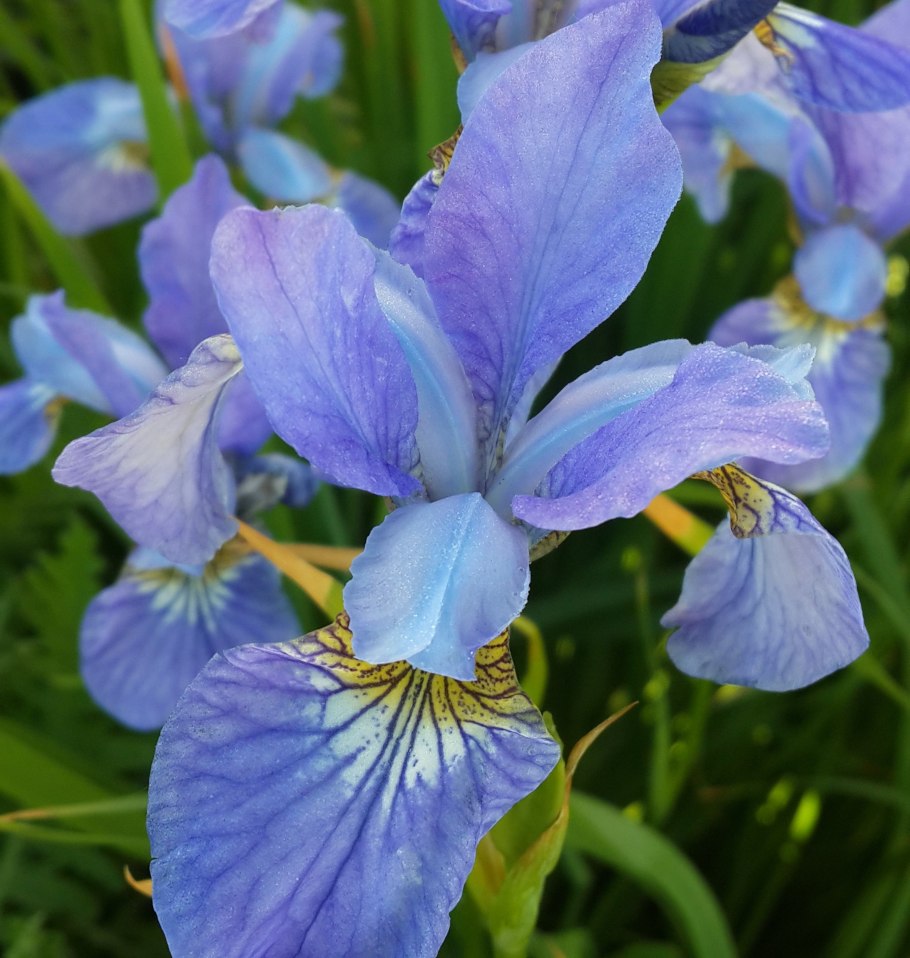 Ирис Сибирский Iris sibirica