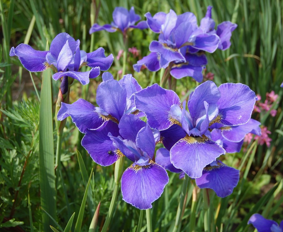 Ирис Сибирский Сильвер эйдж
