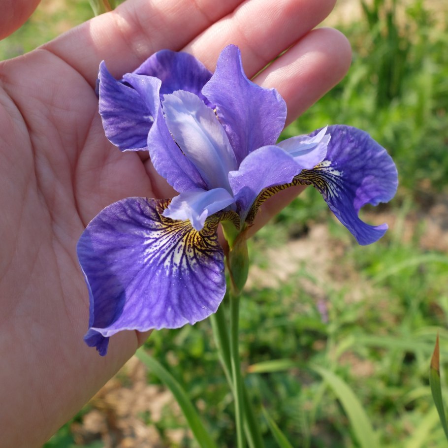 Ирис Сибирский (Iris sibirica &#96;Barcelona&#96;)