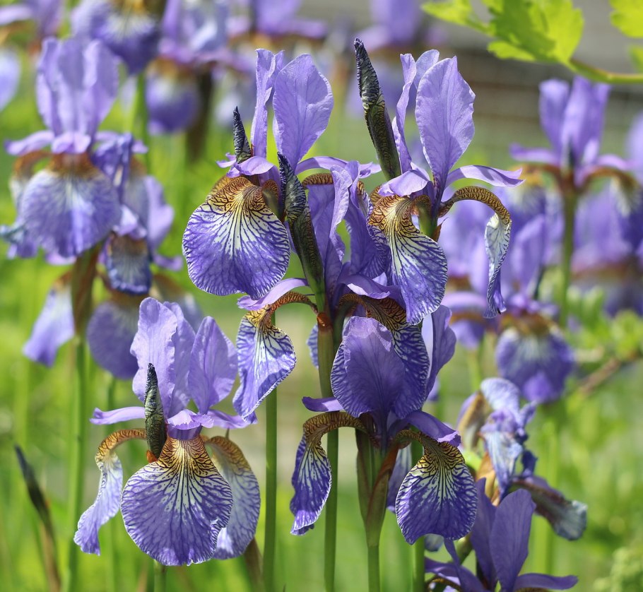 Ирис Сибирский Ириска