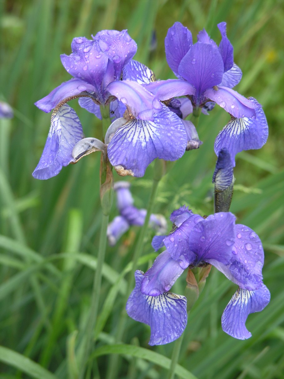 Ирис Касатик Сибирский