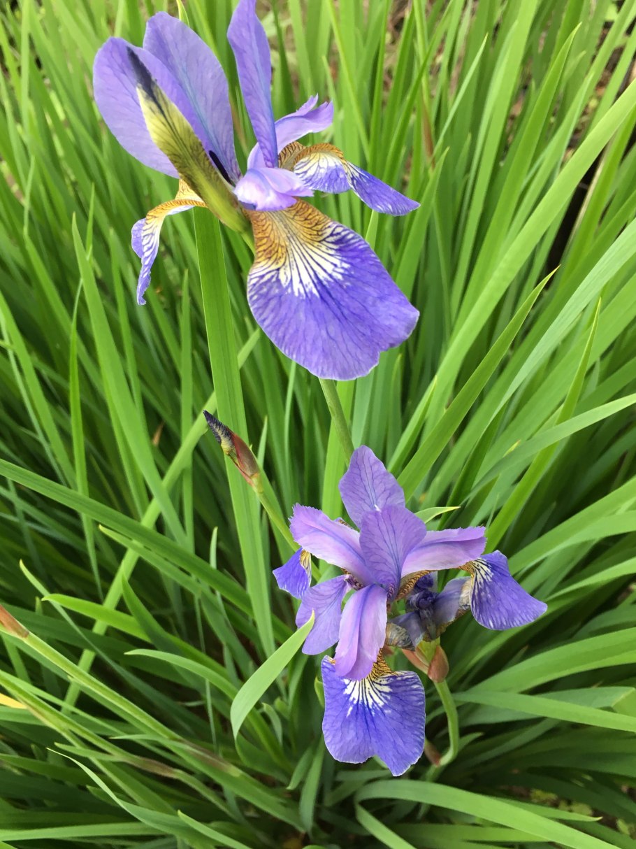 Ирис Сибирский (Iris sibirica &#96;Barcelona&#96;)