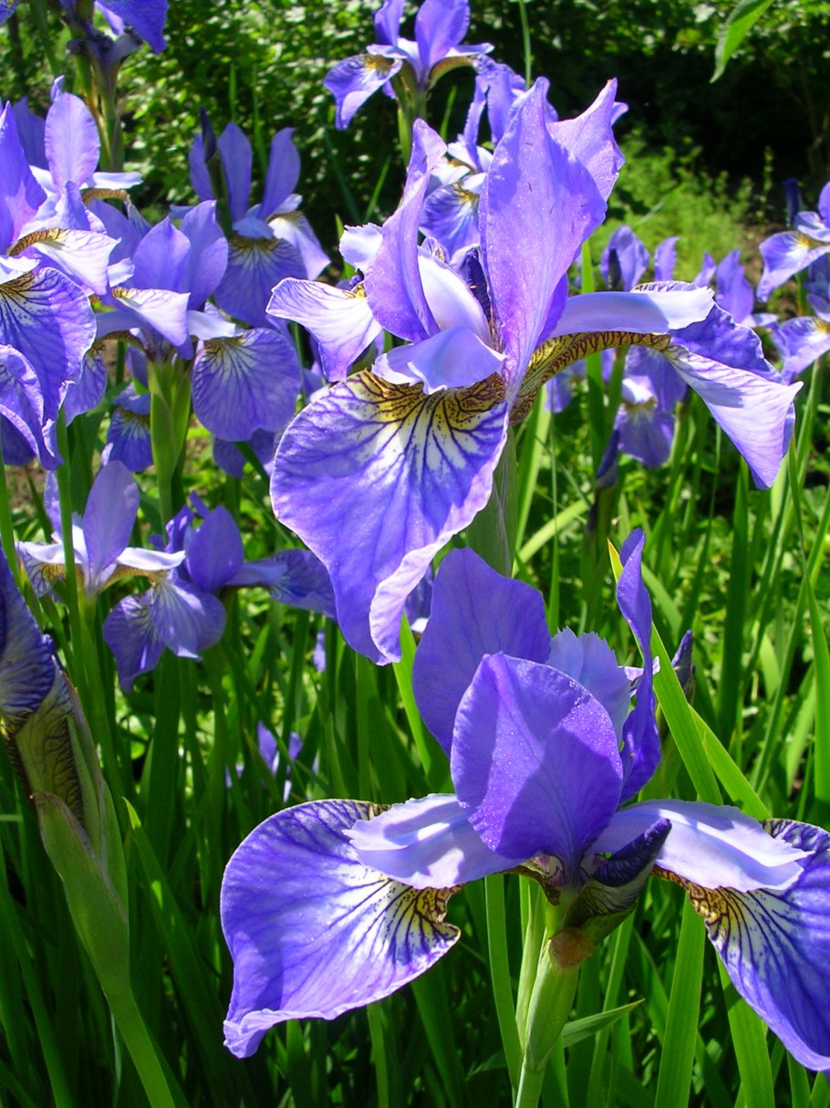 Сибирский Ирис Касатик голубой