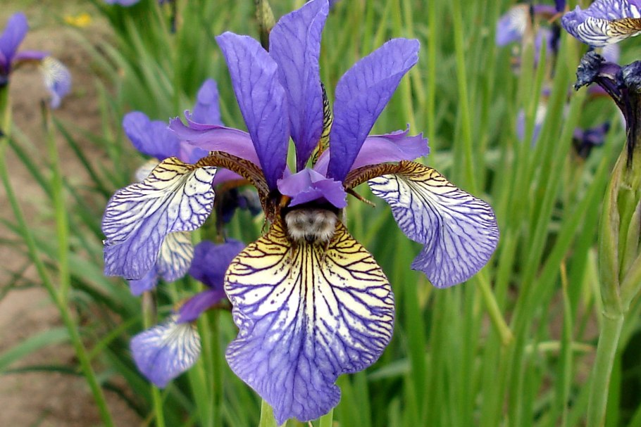 Ирис Сибирский Роузи Баус