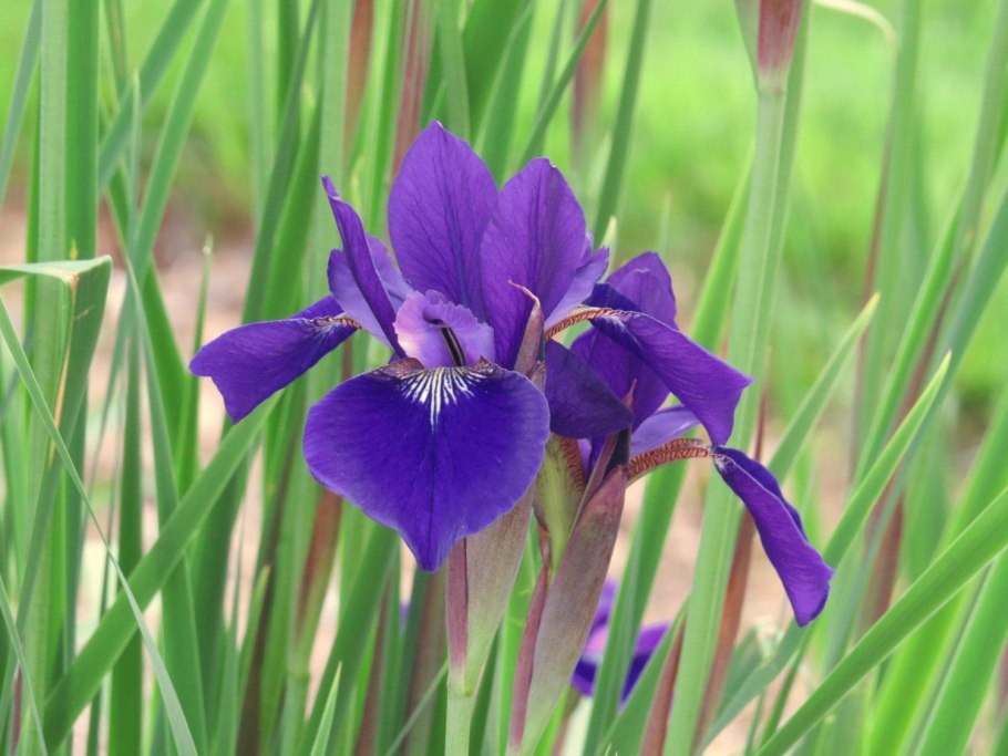 Ирис Касатик Сибирский Iris sibirica
