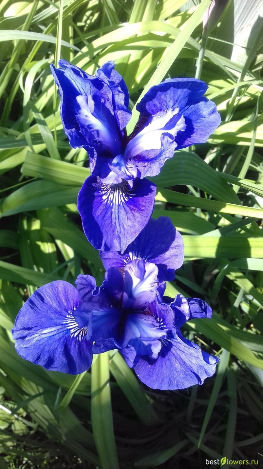 Ирис Сибирский (Iris sibirica &#96;Barcelona&#96;)