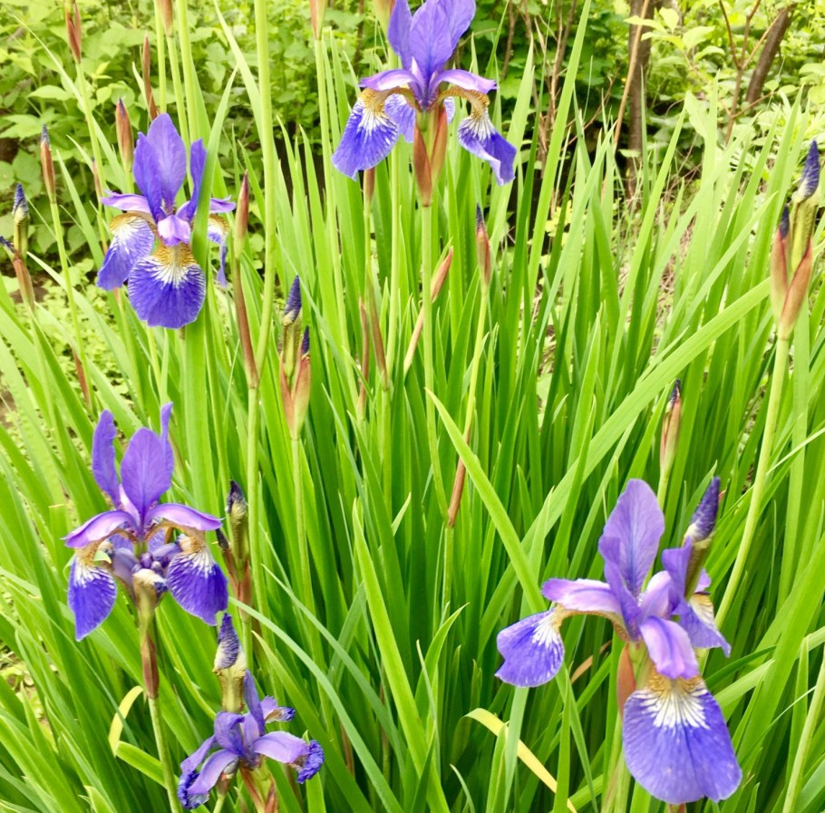 Ирис Сибирский Iris sibirica