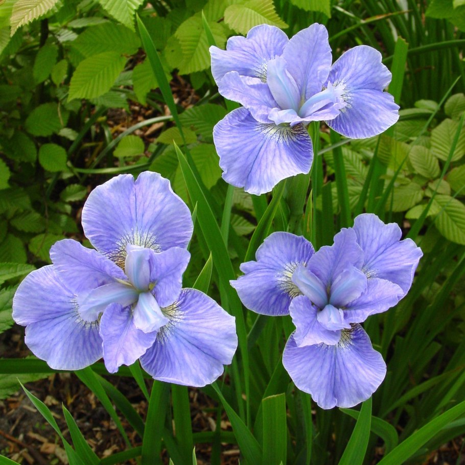 Ирисы Сибирские "диэ Дилайт"