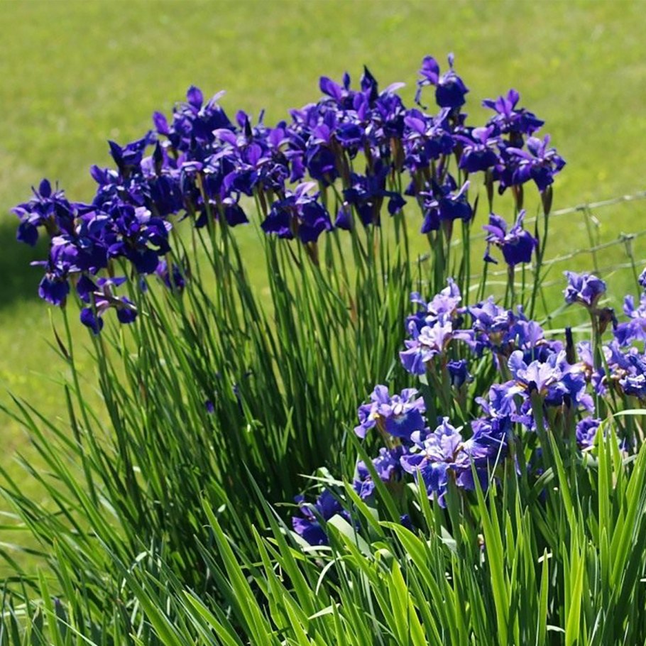 Ирис синий многолетники