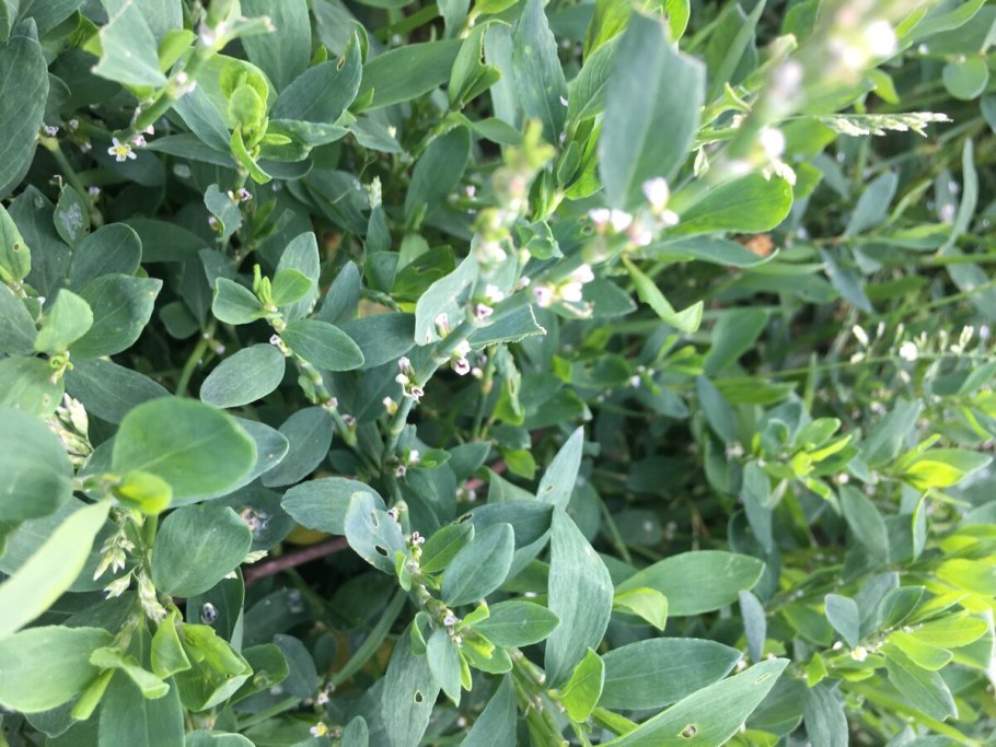 Горец птичий спорыш