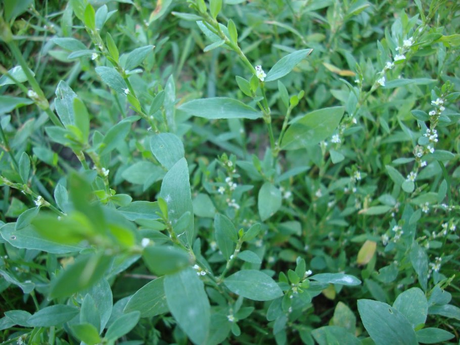 Спорыш трава