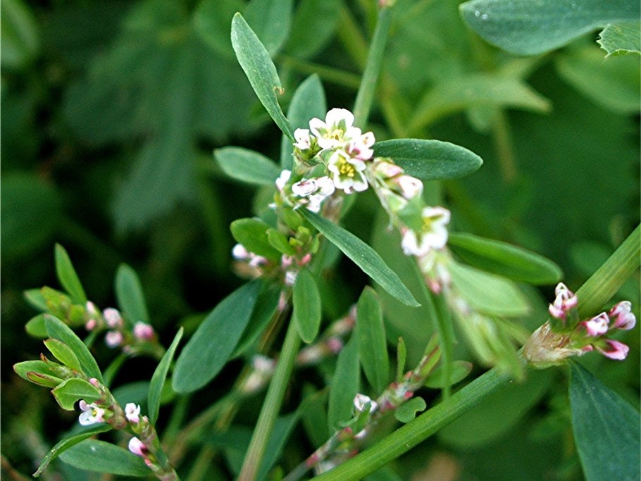 Горец птичий (Polygonum aviculare)
