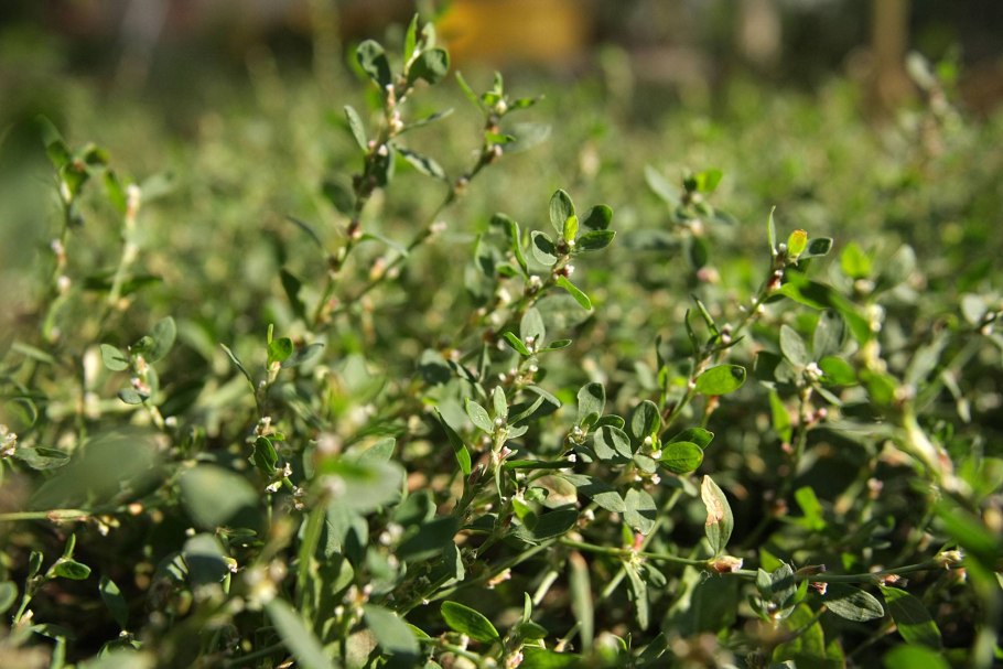 Трава мурава Горец птичий