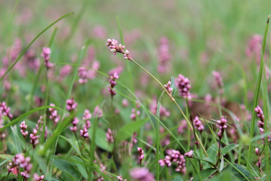 Polygonum arenastrum