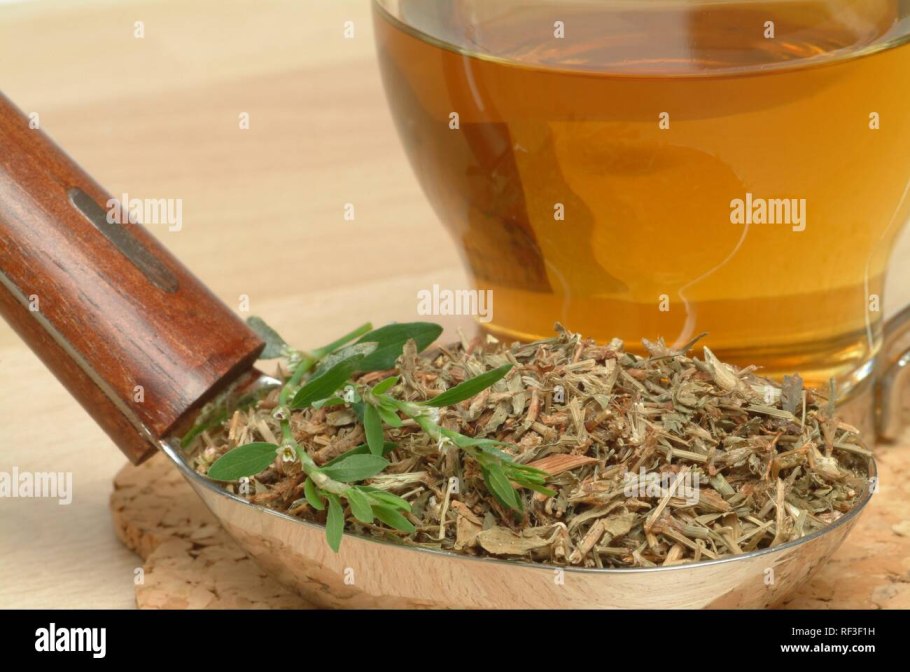 Спорыш (Горец) птичий плод