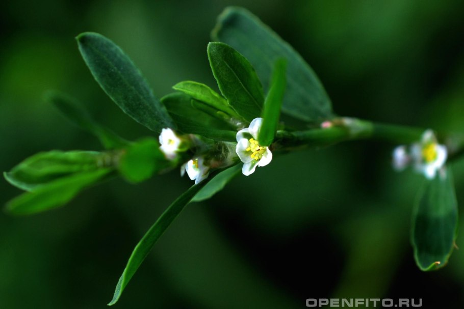Горец птичий (спорыш) (Polygonum aviculare)