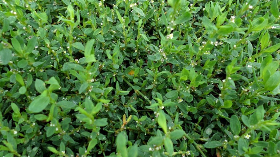 Спорыш трава