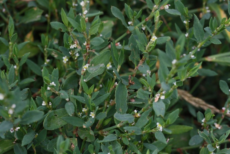 Спорыш (Горец птичий) трава