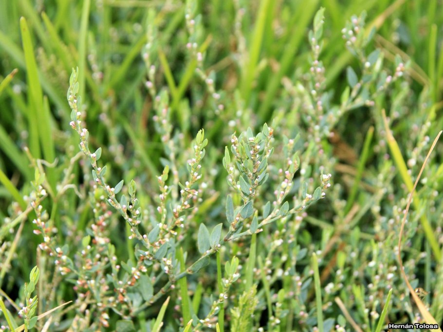 Горец спорыш