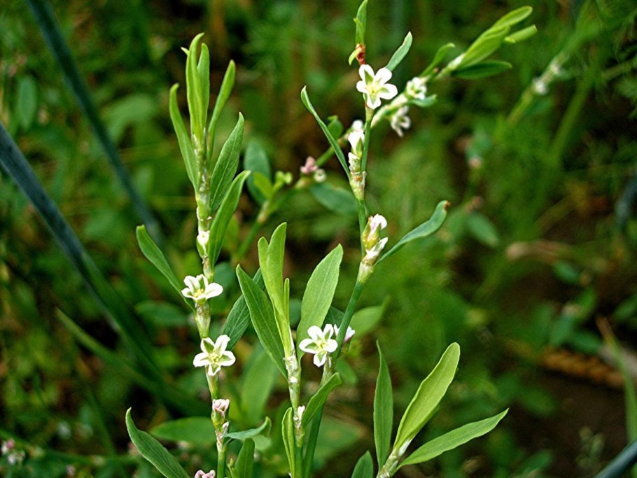 Горец птичий (Polygonum aviculare)