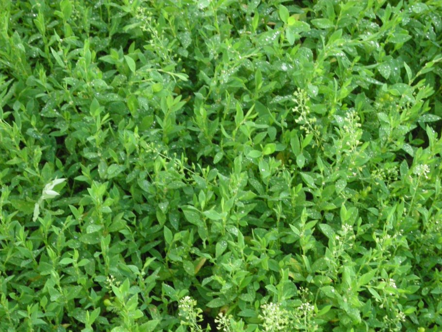 Спорыш полевой