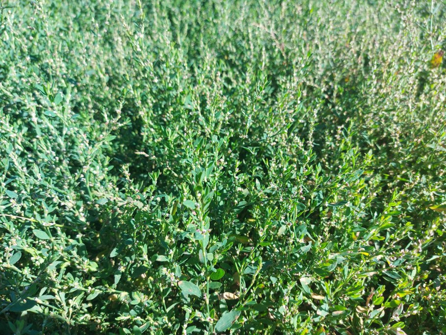 Спорыш, Птичья гречиха