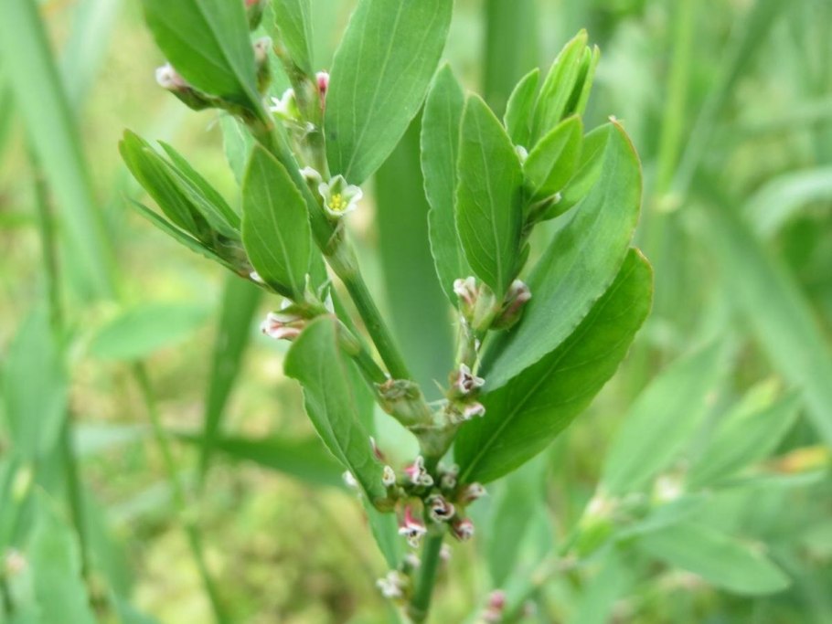 Горец птичий (спорыш) (Polygonum aviculare)