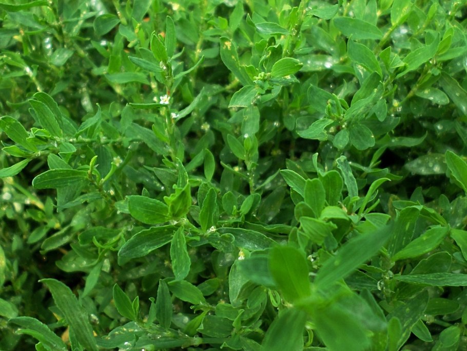 Спорыш трава лечебные