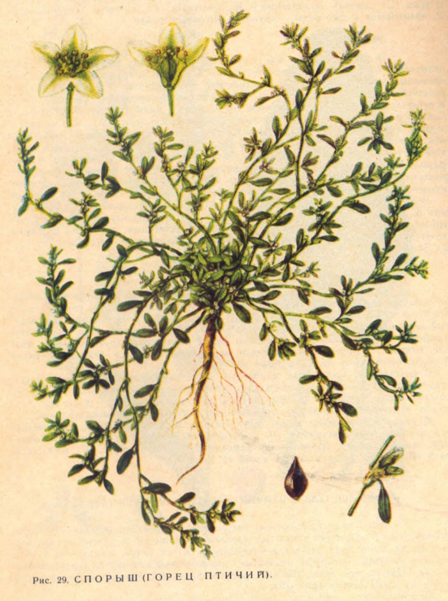 Горец птичий раструб