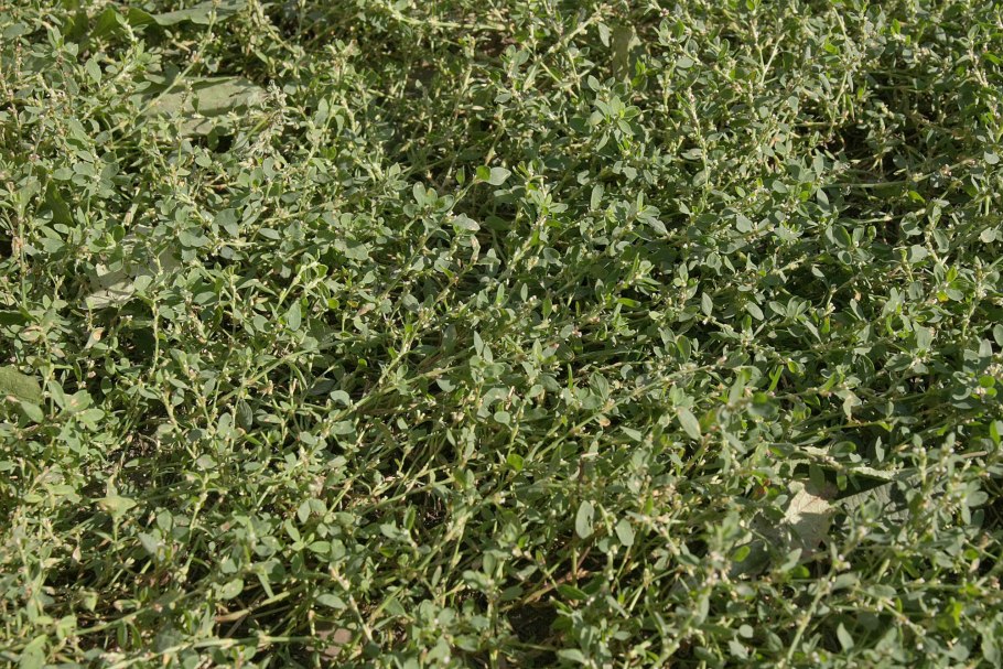 Спорыш (Горец) птичий — Polygonum aviculare l.