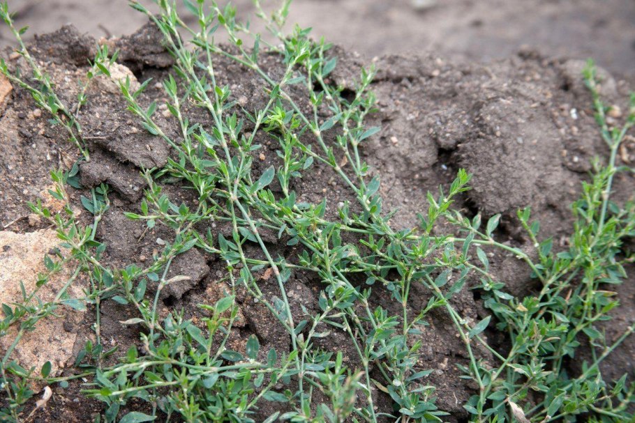 Polygonum aviculare l. – Горец птичий