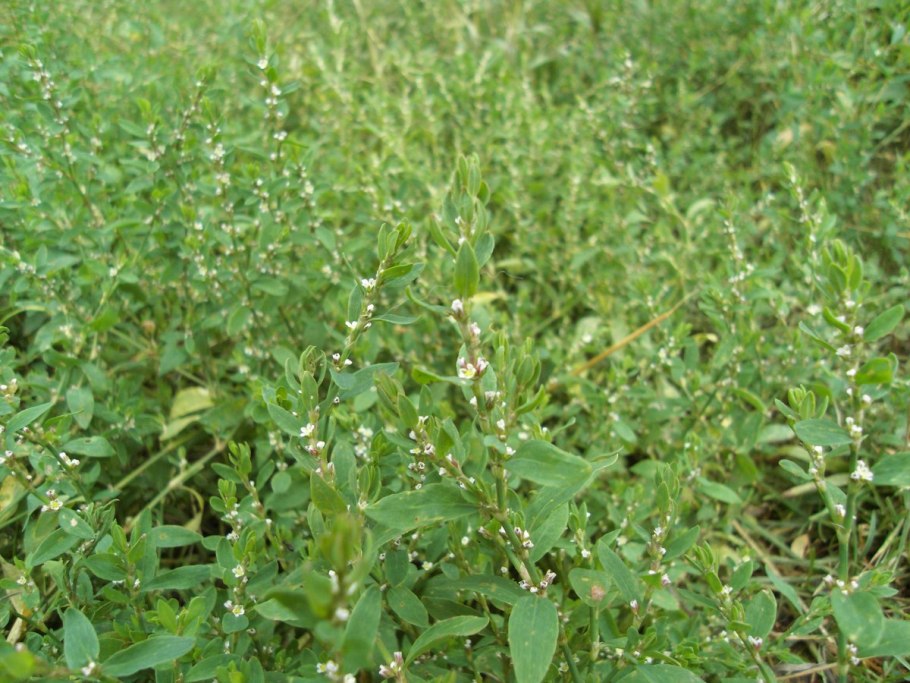 Трава горца птичьего сырье