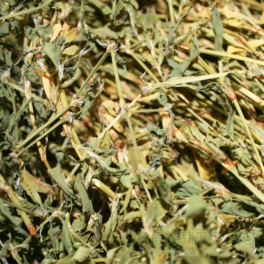 Горец птичий чай