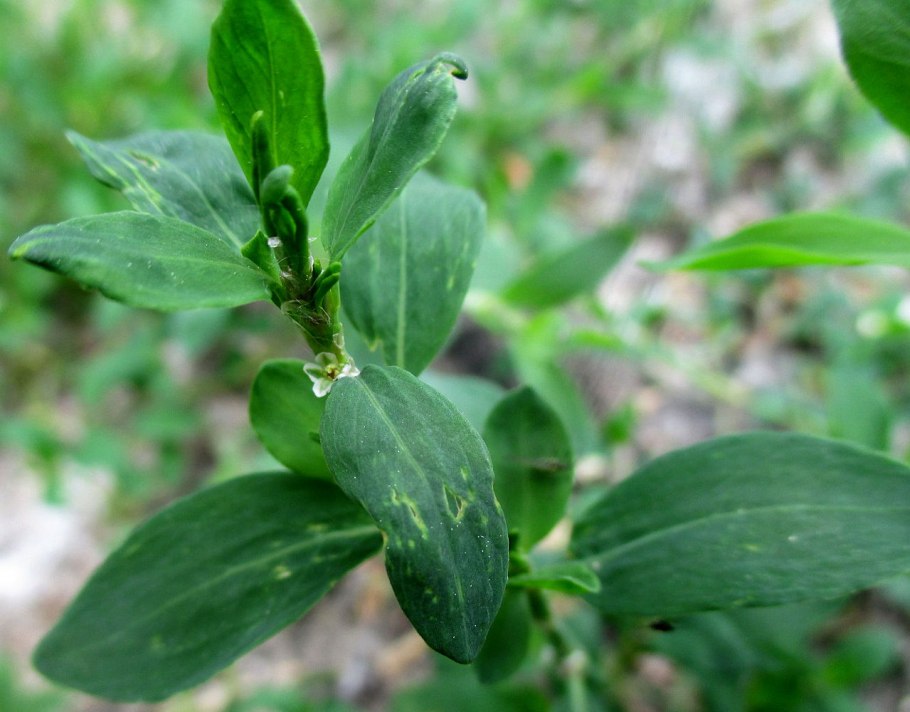 Спорыш (Горец птичий) трава