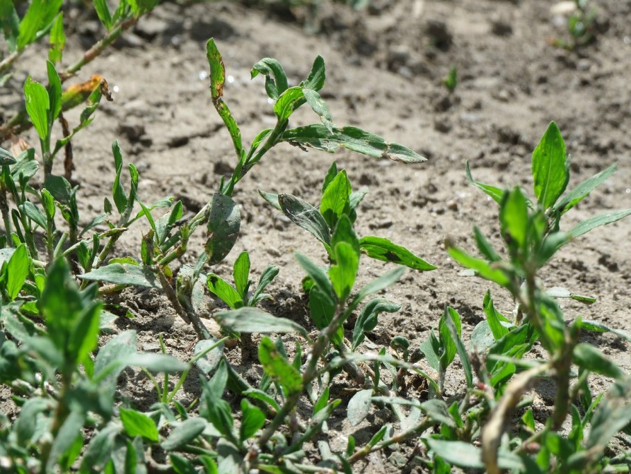 Трава горца птичьего лечебные