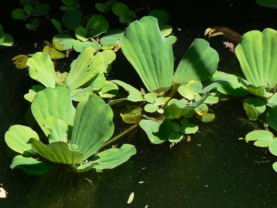 Пистия телорезовидная Pistia Stratiotes