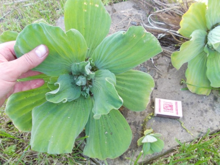 Ряска пистия водокрас