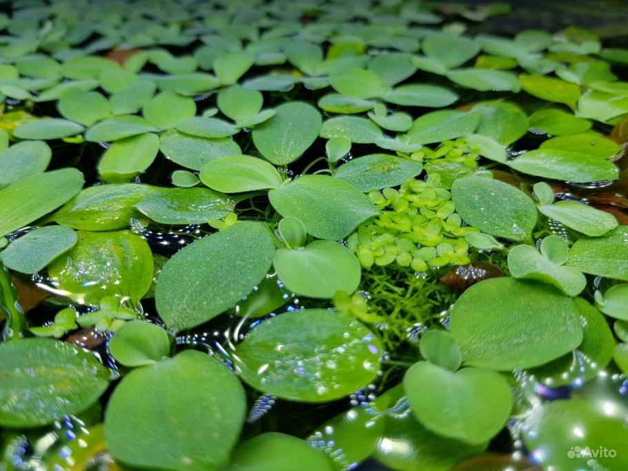 Писция водная