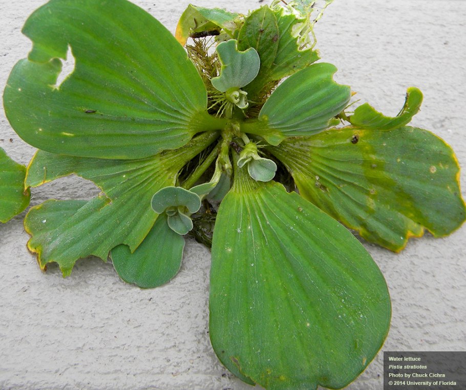 Pistia Stratiotes для пруда