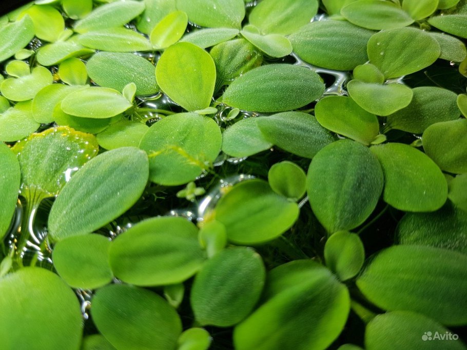 Ряска пистия водокрас