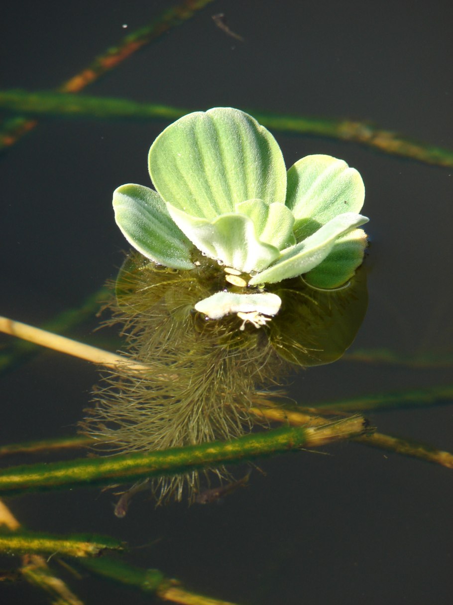 Пистия цветок фото